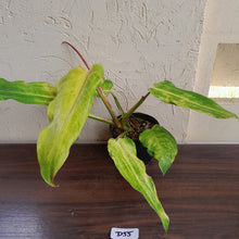 Load image into Gallery viewer, #D55 Philodendron Golden Wings - NEW RELEASE