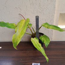 Load image into Gallery viewer, #D55 Philodendron Golden Wings - NEW RELEASE