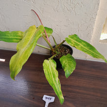 Load image into Gallery viewer, #D55 Philodendron Golden Wings - NEW RELEASE