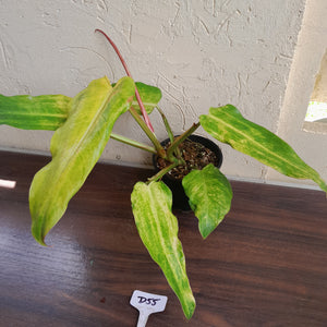 #D55 Philodendron Golden Wings - NEW RELEASE