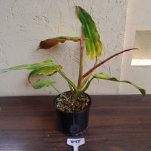 Load image into Gallery viewer, #D55 Philodendron Golden Wings - NEW RELEASE