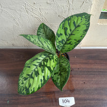 Load image into Gallery viewer, #104 Homalomena Selbys Select