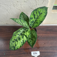 Load image into Gallery viewer, #104 Homalomena Selbys Select