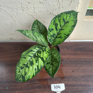 #104 Homalomena Selbys Select