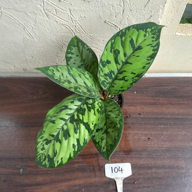 #104 Homalomena Selbys Select