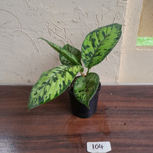 Load image into Gallery viewer, #104 Homalomena Selbys Select