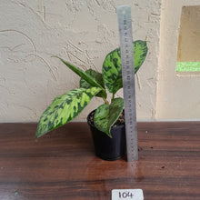 Load image into Gallery viewer, #104 Homalomena Selbys Select