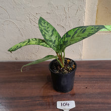 Load image into Gallery viewer, #104 Homalomena Selbys Select