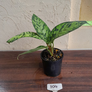 #104 Homalomena Selbys Select