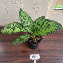 Load image into Gallery viewer, #104 Homalomena Selbys Select