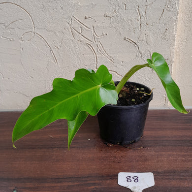 #88 Philodendron Bob Cee