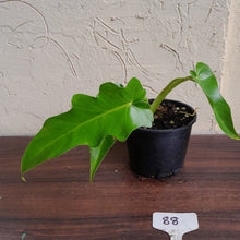 Load image into Gallery viewer, #88 Philodendron Bob Cee