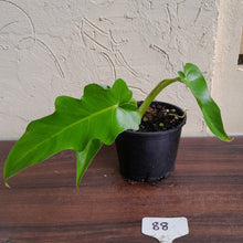 Load image into Gallery viewer, #88 Philodendron Bob Cee