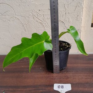 #88 Philodendron Bob Cee