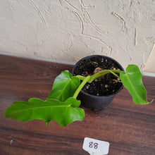 Load image into Gallery viewer, #88 Philodendron Bob Cee