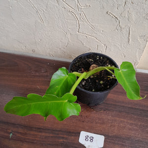 #88 Philodendron Bob Cee