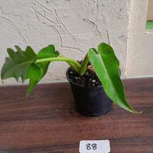 Load image into Gallery viewer, #88 Philodendron Bob Cee