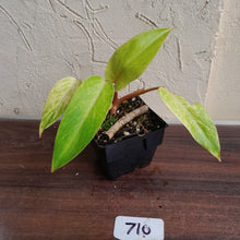 Load image into Gallery viewer, #710 Philodendron Painted Lady