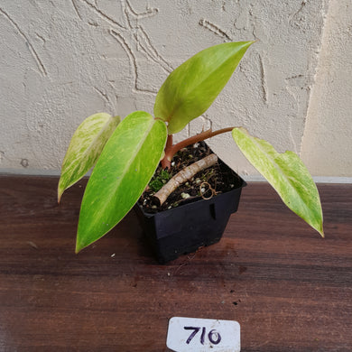 #710 Philodendron Painted Lady