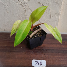 Load image into Gallery viewer, #710 Philodendron Painted Lady