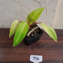 Load image into Gallery viewer, #710 Philodendron Painted Lady