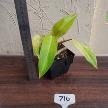 Load image into Gallery viewer, #710 Philodendron Painted Lady