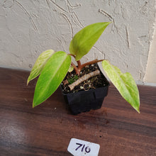 Load image into Gallery viewer, #710 Philodendron Painted Lady