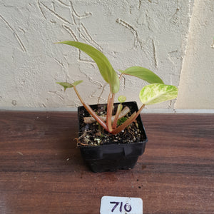 #710 Philodendron Painted Lady