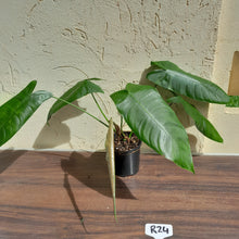 Load image into Gallery viewer, #R24 Philodendron Sharoniae