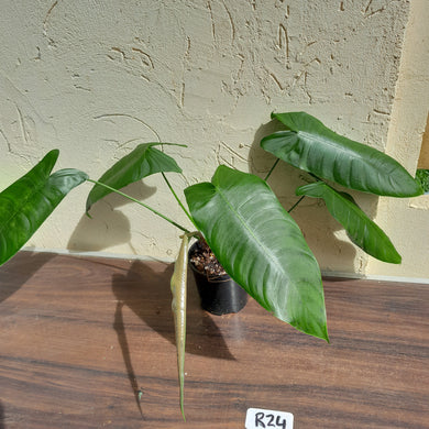 #R24 Philodendron Sharoniae