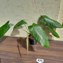 Load image into Gallery viewer, #R24 Philodendron Sharoniae