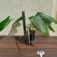 Load image into Gallery viewer, #R24 Philodendron Sharoniae