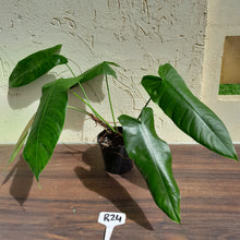Load image into Gallery viewer, #R24 Philodendron Sharoniae