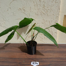 Load image into Gallery viewer, #R24 Philodendron Sharoniae
