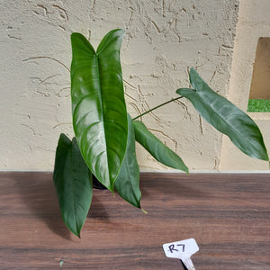 #R7 Philodendron Sharoniae