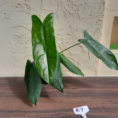 #R7 Philodendron Sharoniae