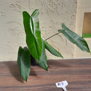 #R7 Philodendron Sharoniae