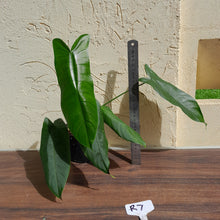 Load image into Gallery viewer, #R7 Philodendron Sharoniae