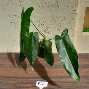#R7 Philodendron Sharoniae