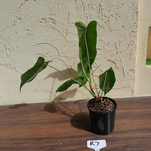 #R7 Philodendron Sharoniae