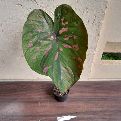 #D912 Caladium Clavatum