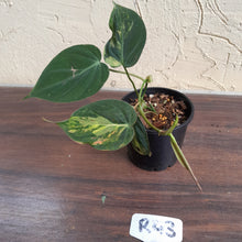 Load image into Gallery viewer, #R43 Variegated Philodendron Micans