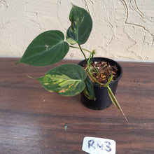 Load image into Gallery viewer, #R43 Variegated Philodendron Micans