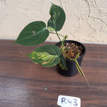 Load image into Gallery viewer, #R43 Variegated Philodendron Micans