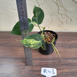 #R43 Variegated Philodendron Micans