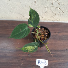 Load image into Gallery viewer, #R43 Variegated Philodendron Micans