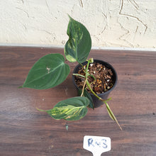 Load image into Gallery viewer, #R43 Variegated Philodendron Micans