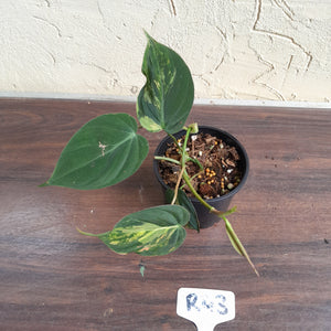 #R43 Variegated Philodendron Micans