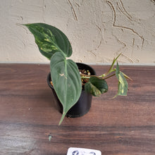Load image into Gallery viewer, #R43 Variegated Philodendron Micans