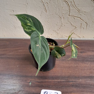 #R43 Variegated Philodendron Micans